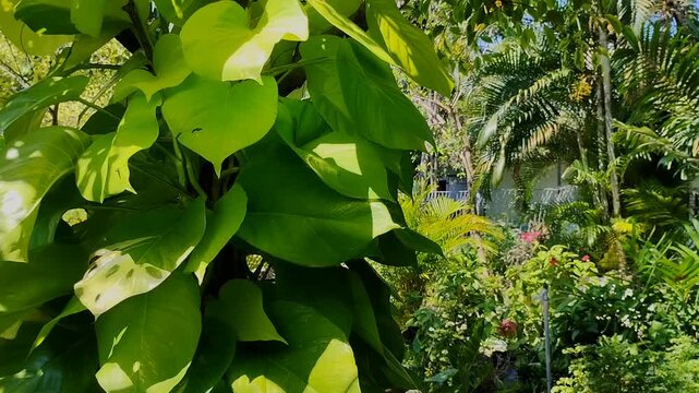 Golden pothos (Epipremnum aureum) climbing up a large tree trunk in a city park.