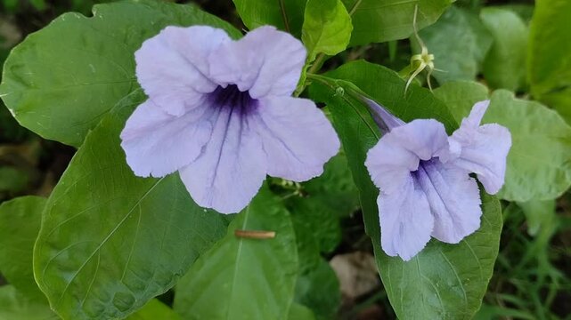 Beautiful purple Ruellia simplex or Mexican petunia or Kencana ungu flowers are blooming in the garden