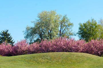 Obraz premium Pink sakura trees bloom on a grassy hill under a clear blue sky