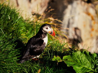 atlantic puffin in iceland © Matt
