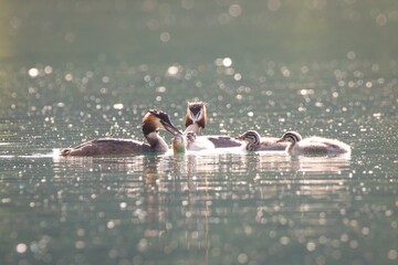 Grebe Chicks Baby Birds Juvenile Great Crested Grebes Water Birds family © JACQUELYN