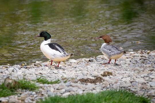 Male and Female Merganser Water birds Waterfowl