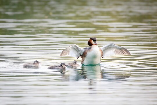 Grebe Chicks Baby Birds Juvenile Great Crested Grebes Water Birds family