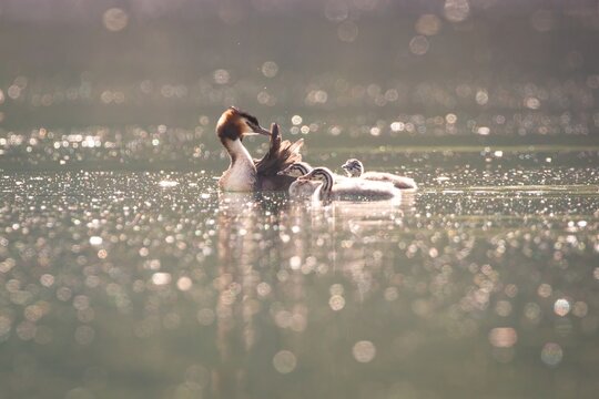 Grebe Chicks Baby Birds Juvenile Great Crested Grebes Water Birds family