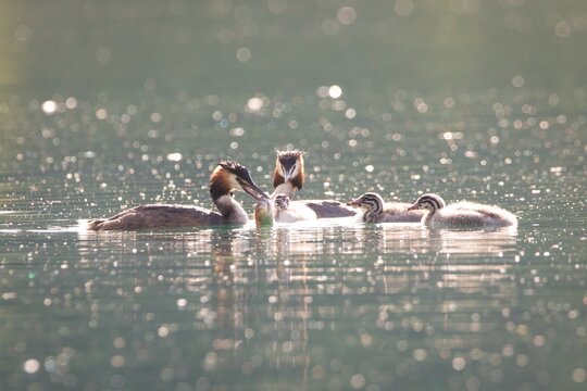 Grebe Chicks Baby Birds Juvenile Great Crested Grebes Water Birds family