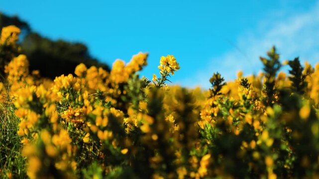 Wild Gorse Flowers Blooming with Gentle Wind and Warm Sunlight in Natural Landscape