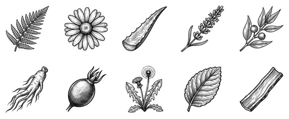 Fototapeta premium Medicinal herbs icons set. Natural remedies and botanical ingredients concept. Includes fern leaf, chamomile flower, aloe vera, lavender, ginseng root, rosehip, dandelion, mint leaf,