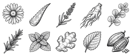 Fototapeta premium Herbal plant icons set. Natural remedies and botanical ingredients concept. Includes chamomile flower, aloe vera leaf, lavender, ginseng root, eucalyptus, rosemary, mint, ginger, cocoa bean