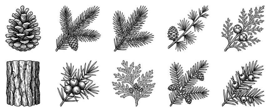 Conifer plant icons set. Forest nature and botanical elements concept. Includes pine cone, fir branches, spruce branches, juniper berries, cedar leaves, tree trunk. Hand-drawn engraving