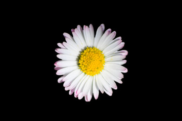 Isolated close-up of the blossom of a daisy flower on black background: yellow tubular florets in the center and white to violet petals on the outside   Bellis perennis © David Daniel