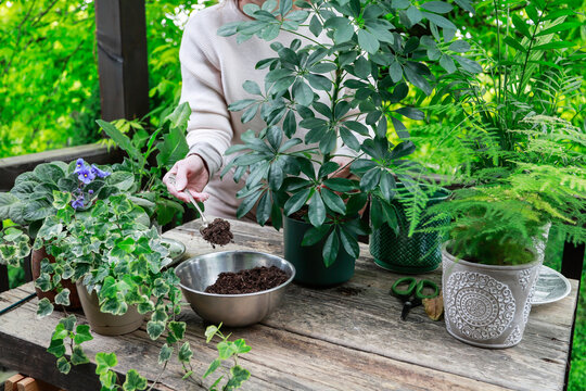 A woman placing a newly repotted Schefflera plant into a beautiful, handcrafted artisan ceramic planter.