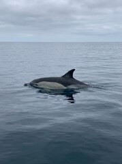 Fototapeta premium Dolphin swimming in calm ocean water, cloudy sky horizon.