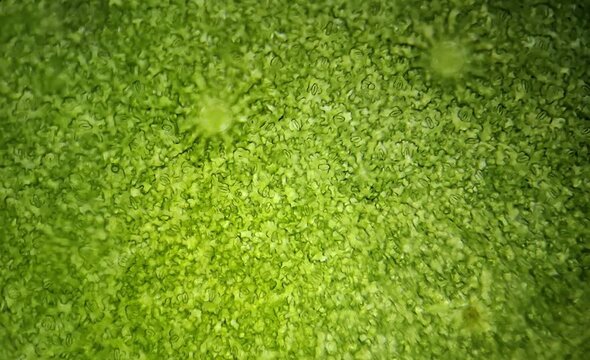 microscope image of a leaf