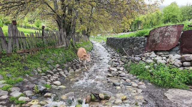 A cow walking near a stony mountain stream in a rustic rural landscape, idyllic countryside scenery with greenery and old fence, Mestia, Svaneti, Georgia