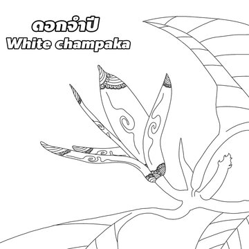 White champaka