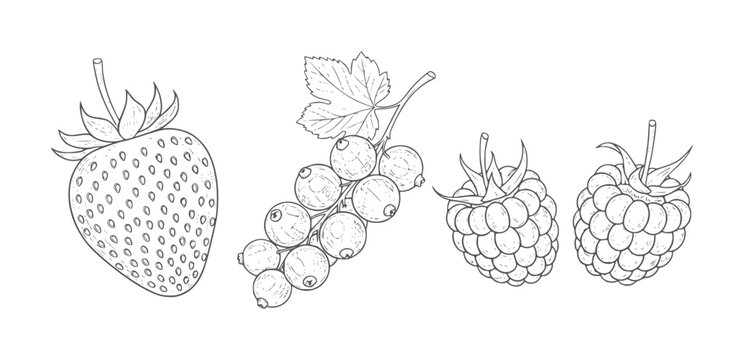 Hand drawn black and white of strawberry currants and raspberries raspberry fruit