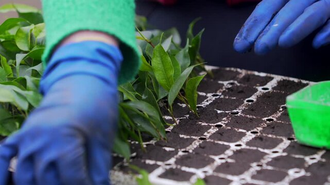 Planting seedlings in a vibrant garden space