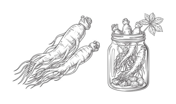 Hand drawn ginseng roots in jar and loose with leaves preservation