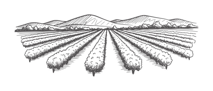 Hand drawn of a vineyard with rolling hills and trees in the landscape agriculture