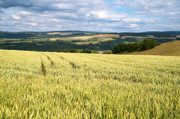 Obraz premium Wheat ears growing on an agriculture field, cultivated grain, harvest in summer, farmland on countryside, food industry, landscape in Germany