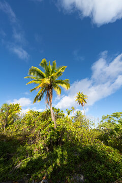 Palm trees and blue sky, French Polynesia