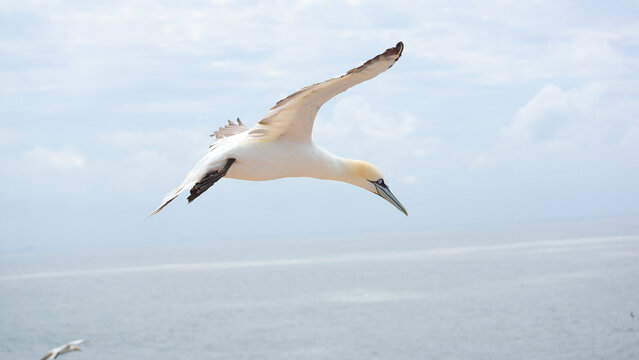 Lucky shot of a northern gannet using the updraft at the Helgoland cliff to glide very slowly through the air while looking at you | Morus bassanus