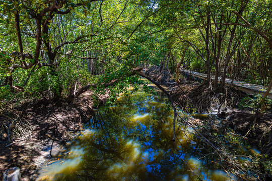 Stilt roots mangrove tree forest sustainable swamp planet