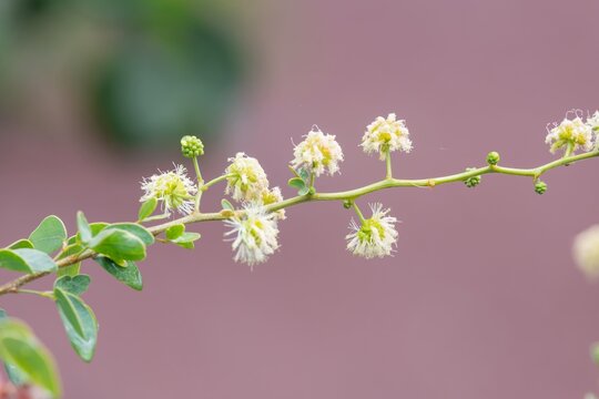 Close up of Madras thorn (pithecellobium dulce) flowers in bloom 