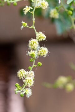 Close up of Madras thorn (pithecellobium dulce) flowers in bloom 