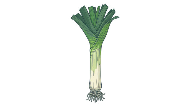 Fresh Leek Vegetable Illustration Isolated on White Background
