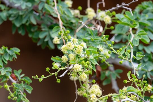 Close up of Madras thorn (pithecellobium dulce) flowers in bloom 