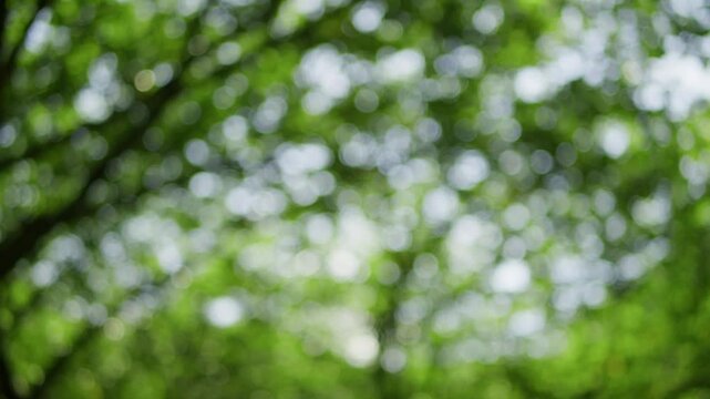 新緑の玉ぼけ　背景素材