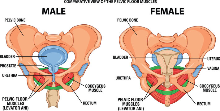 Male and female pelvic floor anatomy comparison, medical educational diagram, reproductive system illustration chart
