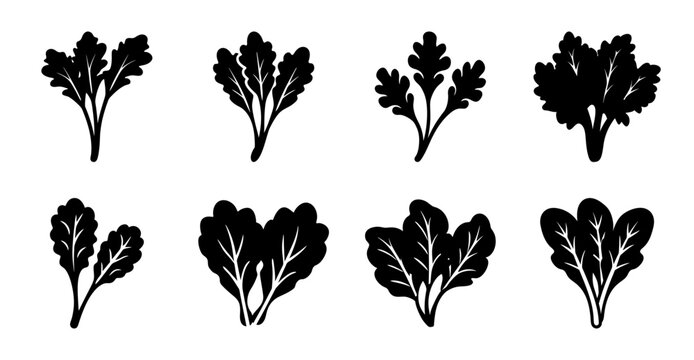 Black leafy green vegetable vector illustrations - Six stylish black vector illustrations of leafy greens like kale and spinach, clean and modern for food or health designs.