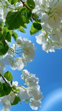 Close-up of white bougainvillea flowers blooming against a clear blue sky background.