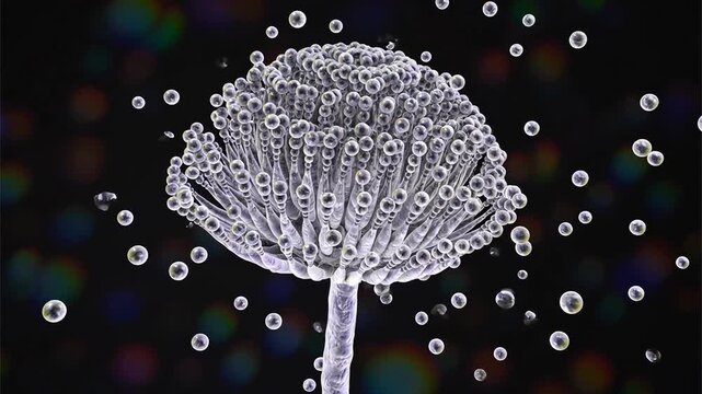 Aspergillus fungal structures, 3D animation showing slowly rotating hyphae and conidia, illustrating opportunistic mould associated with respiratory infections.
