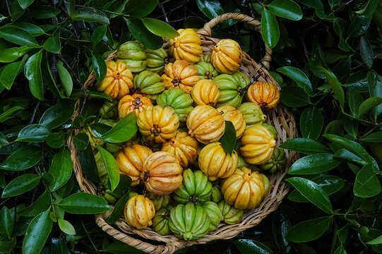 Freshly picked brindleberry or fish tamarind
