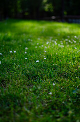 Naklejka premium Tall green trees with dense foliage, sunlight filtering through, lush grass, black lamp posts with round white globes, gentle lens flare adding rainbow glow, calm walkway atmosphere.