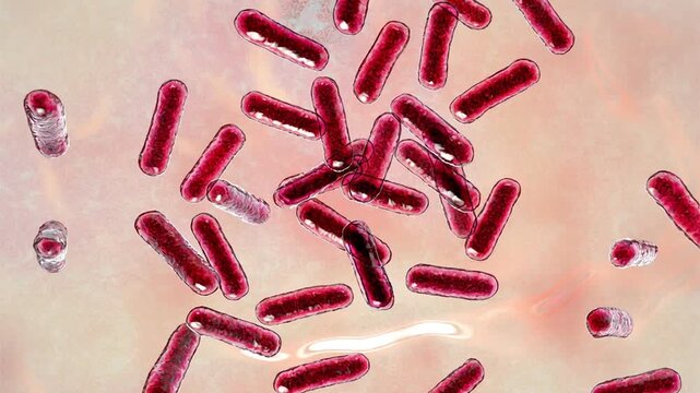 Bacillus bacteria, 3D animation showing slowly rotating rod-shaped spore-forming cells, illustrating gram-positive bacteria widely distributed in the environment.