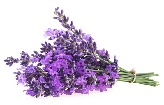 Bunch of lavender flowers tied with a rope isolated on a white background. Bouquet of fresh lavender flowers.