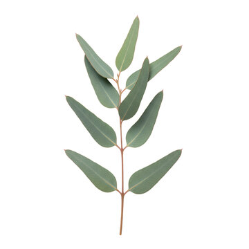 Eucalyptus branch with lanceolate glaucous leaves on a slender woody stem isolated against a white background, evoking a minimalist botanical elegance atmosphere