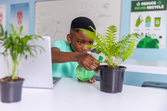 African American boy child watering black potted fern at classroom table with green spray bottle