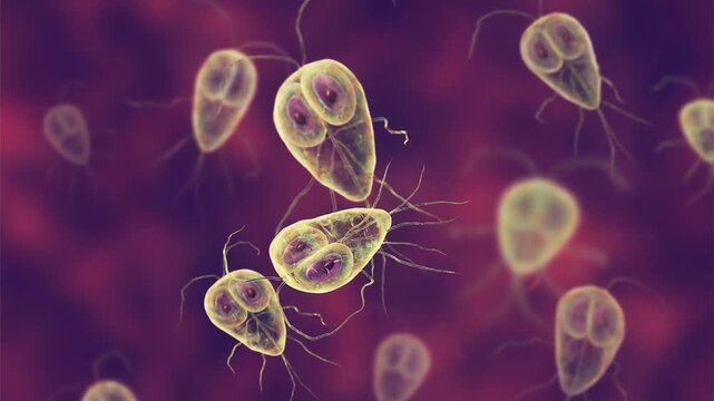 Giardia lamblia trophozoites, 3D animation showing slowly rotating flagellated protozoa, illustrating intestinal parasitic infection and giardiasis.