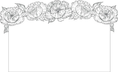 Obraz premium Hand drawn peony flower collection in vintage engraving style. Botanical ink illustration, rustic flowers. Good for cosmetics, medicine, treating, aromatherapy, nursing, package design, field bouquet