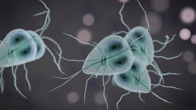 Giardia lamblia trophozoites, 3D animation showing slowly rotating flagellated protozoa, illustrating intestinal parasitic infection and giardiasis.