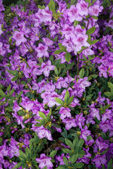 Obraz premium Abundant purple rhododendron blossoms in a garden.