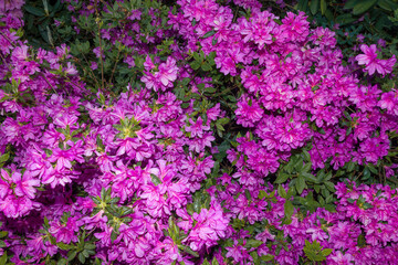 Obraz premium Deep pink magenta rhododendron flowers in spring.
