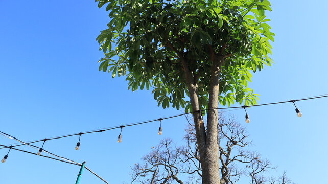 Strings of incandescent lights on a cable between trees are a decorative element in a park in Tuban, East Java, Indonesia.