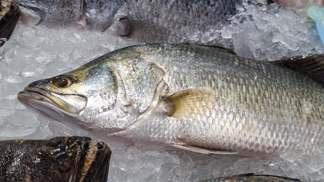 Fresh raw barramundi asian sea bass fish displayed on crushed ice background at local seafood market stall