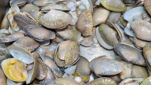 Fresh raw short necked clams with patterned shells displayed on counter at local seafood market
